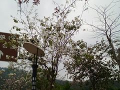-火炉山森林公园