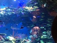 -迪拜帆船酒店海底餐厅