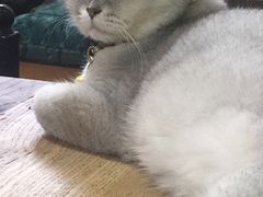 -李小姐の猫咖啡馆(五角场店)