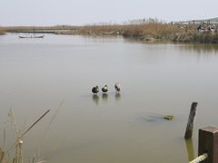 -盐城丹顶鹤湿地生态旅游区