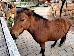 -北京鹿世界主题园