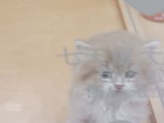 -帕帕拉兹宠物(亚洲旗舰店)