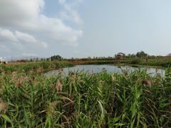 -芒洲湿地公园