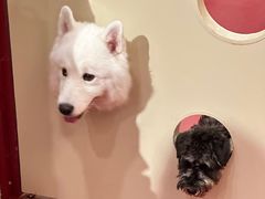 -和它·交个朋友·狗咖猫咖(爱琴海店)