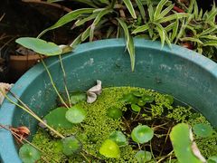 -芙蕾哥哥souffle