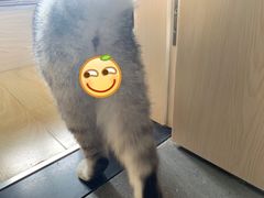 -爱侣·安琦尔宠物医院·中兽医针灸·心内科·狂犬免疫点(宝山区院)
