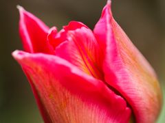 -洛阳郁金香牡丹园