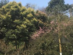 -重庆彩云湖湿地公园