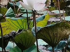 -云溪植物园