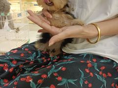-宠爱多约克夏马尔济斯泰迪小型犬专卖