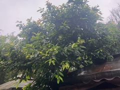 -土砂锅生态山庄·非遗砂锅雅鱼