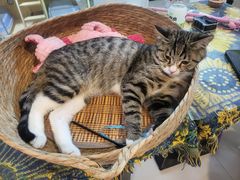 -平行世界·猫咖(首经贸店)