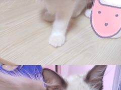 -李小姐の猫咖啡馆(五角场店)