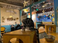 大堂-猫小院猫主题咖啡厅(北锣店)