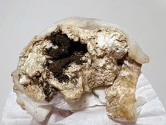 CUNS奥利奥雪梅娘-CUNS CAKE村上千层蛋糕(一环路东二段140号院店)