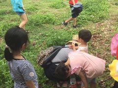 -从化深英荔枝黄皮龙眼采摘园