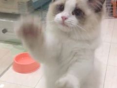 刚到家的时候-Bastet sally猫舍购宠(静安店)