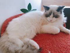 -猫腻·猫咖·撸猫馆(星光大道店)