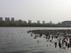-蒲河岛湿地公园