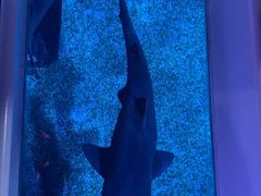 -暹罗海洋世界