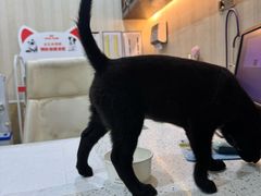 -宠爱国际动物医院·消化内科·心肾内科·ISFM猫友好(望京店)