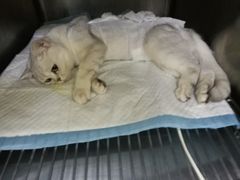 -康乐宝动物医院