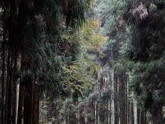 -山王坪喀斯特国家生态公园