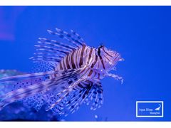 -上海海洋水族馆