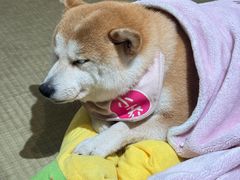 -逗柴咖啡屋·狗咖猫咖宠物桌游