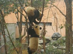 游乐设施-成都大熊猫繁育研究基地