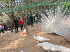 -五龙山野生动物王国