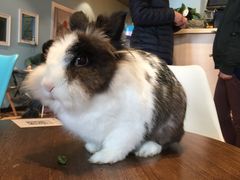 -藦茜花园宠物主题亲子互动体验馆(国顺东路店)