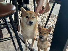 -柴犬高等学院·狗咖·柴犬售卖·宠物训练