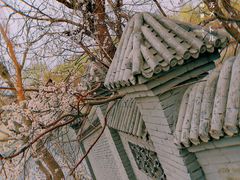 -桃花堤公园