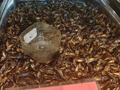 -昆虫窝子·特色云南菜(拓东路总店)