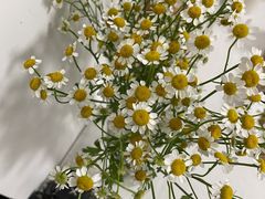 -豆豆花艺(新光天地店)