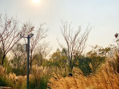 -上海长兴岛郊野公园