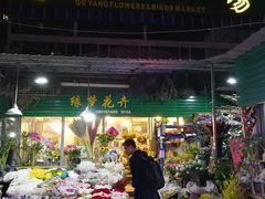 -曲阳花鸟市场(曲阳路店)