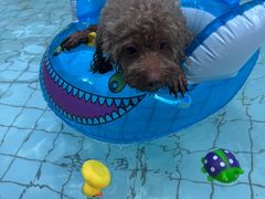 -帕帕拉兹宠物(亚洲旗舰店)