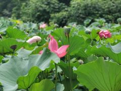 -洛阳市隋唐城遗址植物园