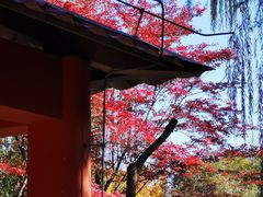 -黄村公园