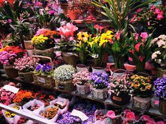 -花鸟鱼虫鲜花绿植市场(玉泉路店)