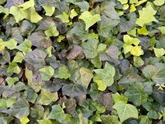 -云南艺术学院(呈贡校区)