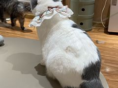 -MOCHA明星猫咖(田子坊店)
