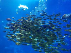 -太平洋海底世界