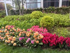 -越秀西湖花市(广州城市广场花卉店)