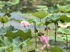 -荷塘月色湿地公园·向阳花洲