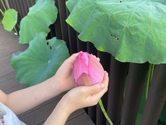 -陈家山荷花公园