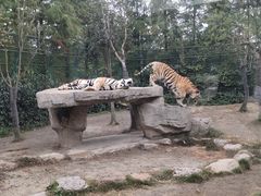 -上海野生动物园老虎餐厅