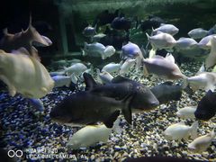 -成都浩海立方海洋公园